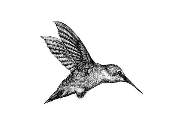 Hummingbird art - detailed version